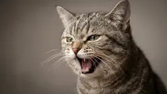 Nočné mňaukanie mačky: najčastejšie príčiny a rýchle riešenia