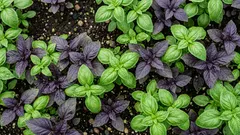 Pestovanie bazalky na záhone: kedy siať, kedy sadiť a ako mať hustú úrodu