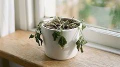 Ako rozoznať, či rastline chýba voda alebo len trpí horúčavou