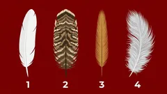 Vyber si 1 zo 4 pierok a odhaľ, aká téma sa ti vráti v najbližších týždňoch