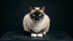 Cudzinci medzi mačkami: 5 krásavíc, ktoré sa málokedy dostanú do výberu